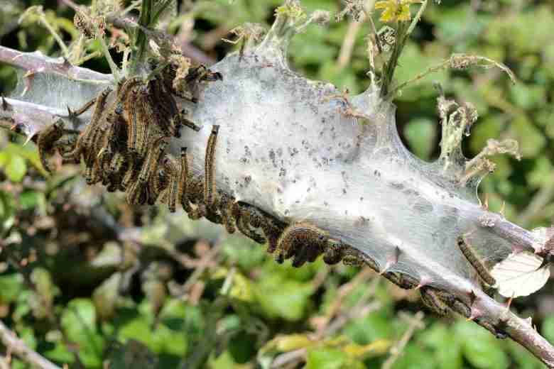 infestazione di Malacosoma neustria