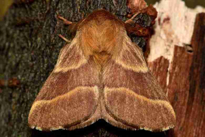 Malacosoma neustria farfalla