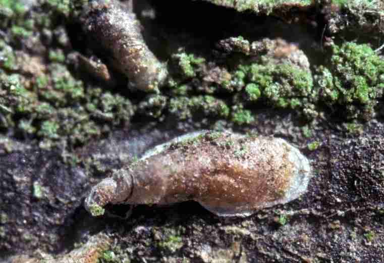 Mytilococcus beckii