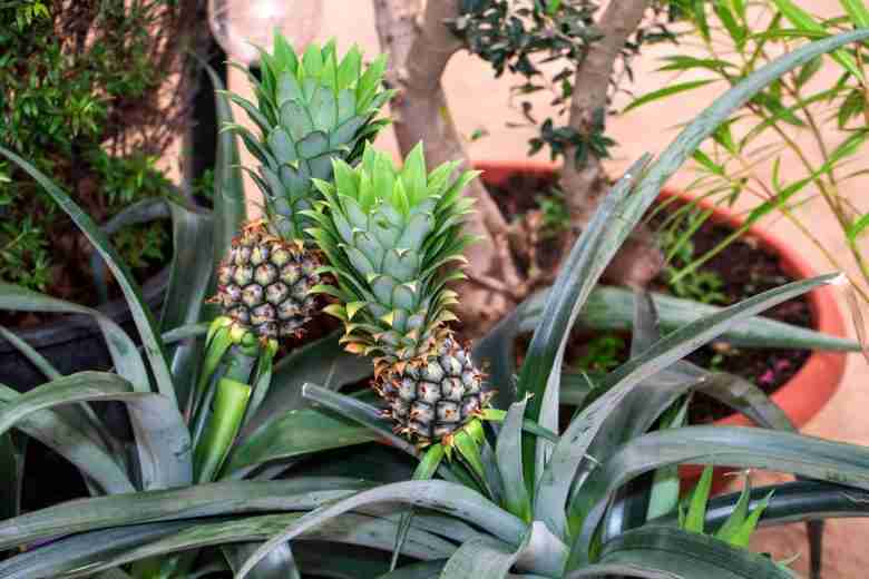 Piante di ananas in vaso