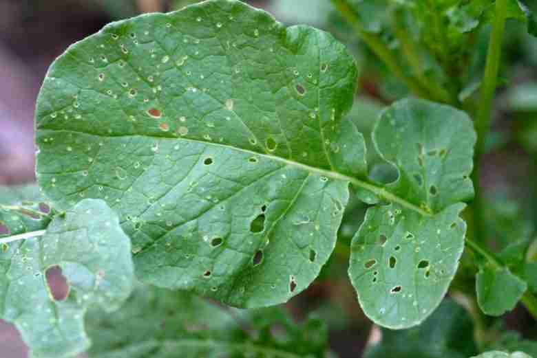 Rucola bucherellata