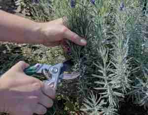 Talea di lavanda. Come e quando farla | Coltivazione Biologica