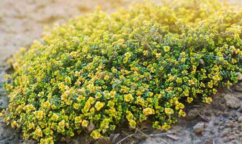 Thymus citriodorus