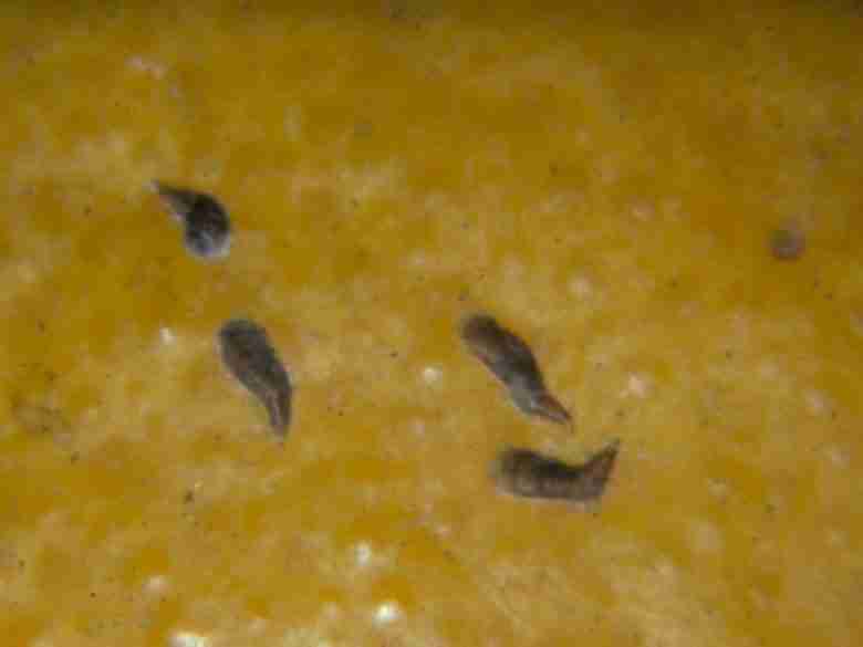 cocciniglia virgola agrumi