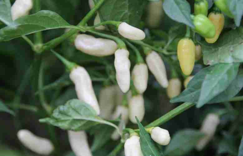 peperoncino habanero white bullet