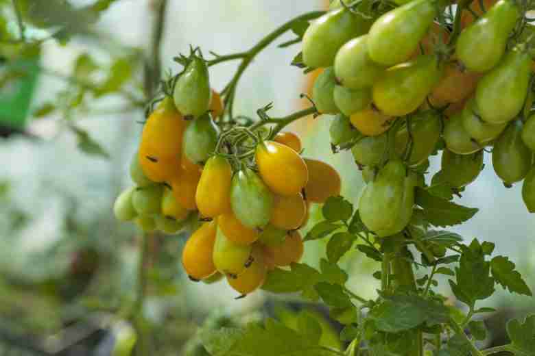 pomodorini gialli in maturazione