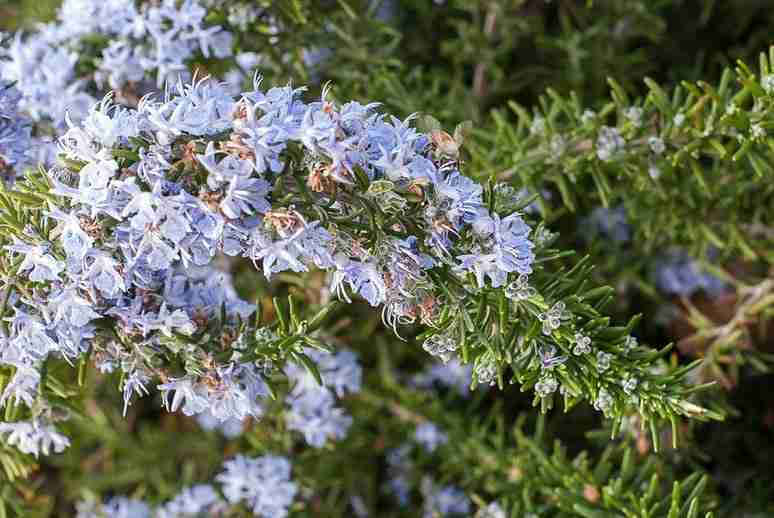 Fiori di rosmarino prostrato