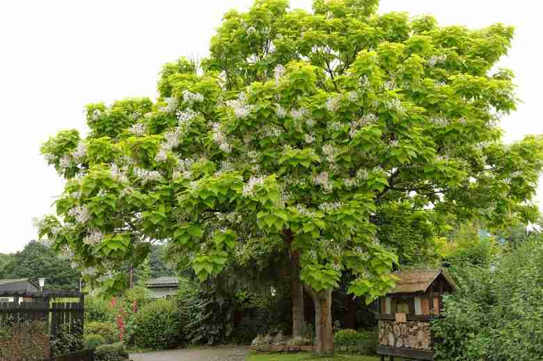 Albero Catalpa bignonioides