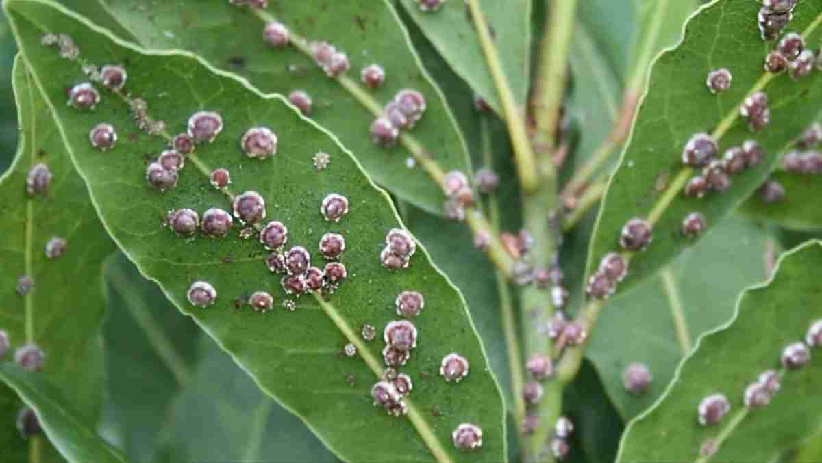 Alloro con cocciniglia