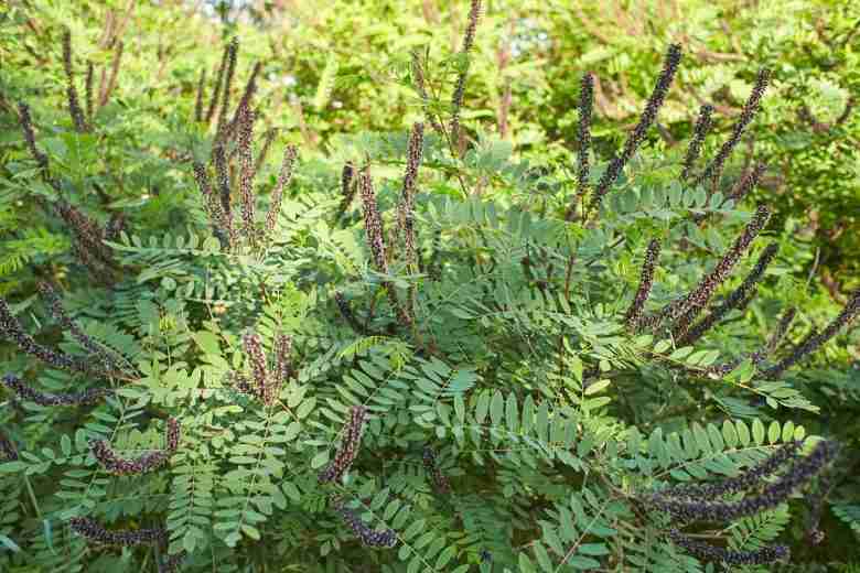 Amorpha fruticosa