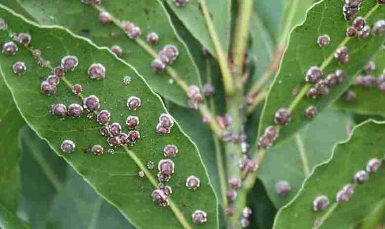 Cocciniglia alloro