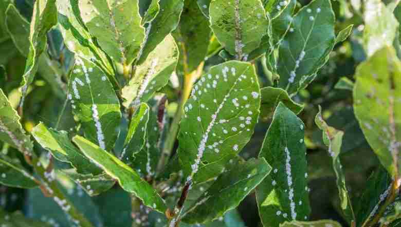 Cocciniglia su alloro