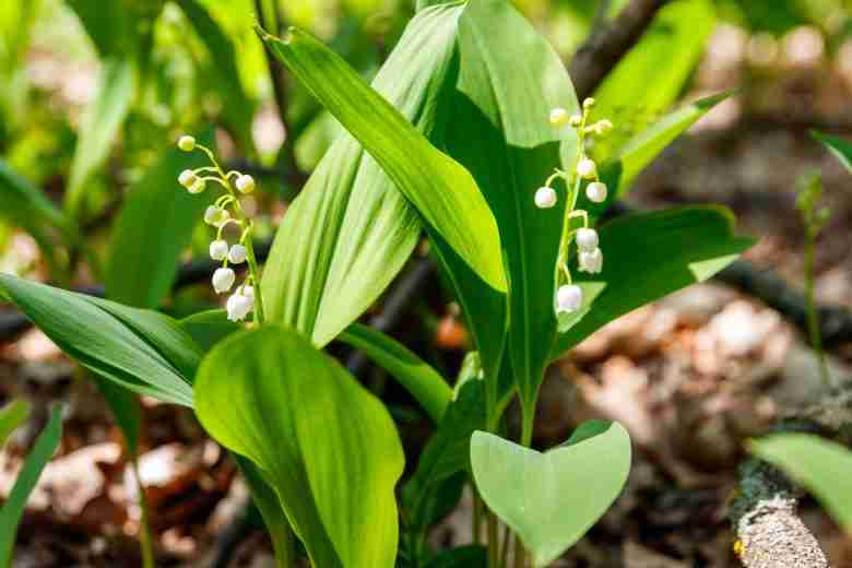 Convallaria majalis