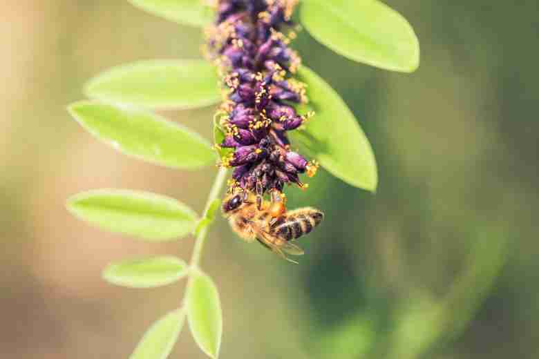 Ape su fiore di Falso indaco