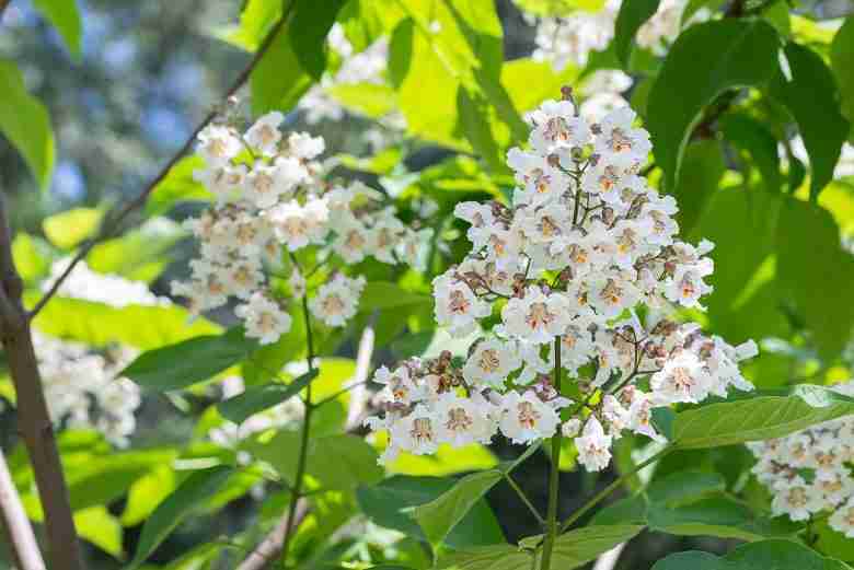 Fiori e foglie di albero dei sigari