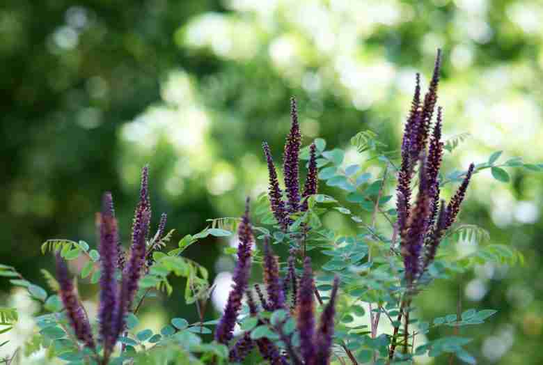 Fiori di falso indaco