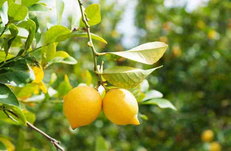 Fruttificazione limoni