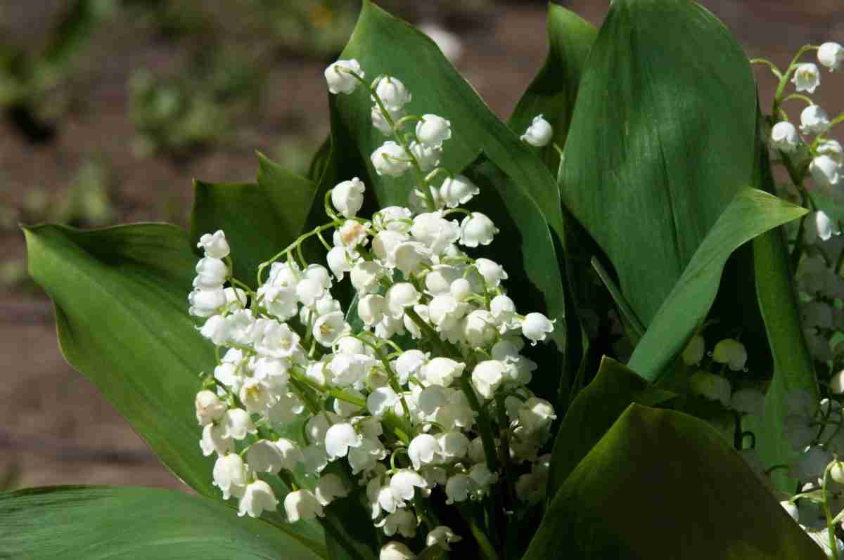 10 Rizomi Di Mughetto - Convallaria Majalis Per Giardinaggio, Fiori Profumati Da Piantare - Foto 6