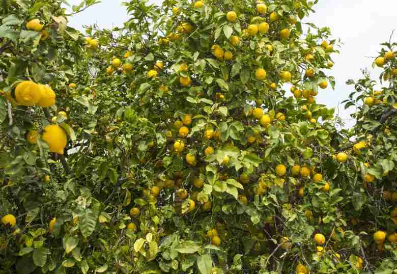 Perché il limone non fa frutti