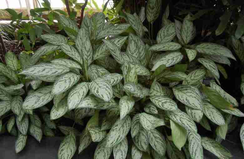 Pianta aglaonema