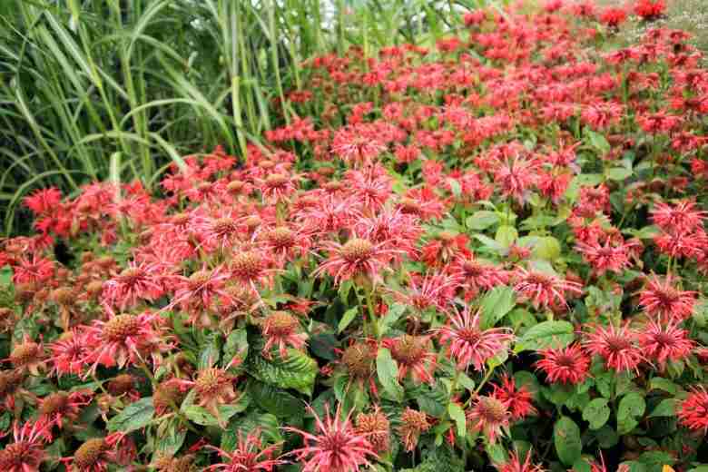 Piante di Monarda didyma