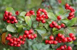 Pyracantha coccinea