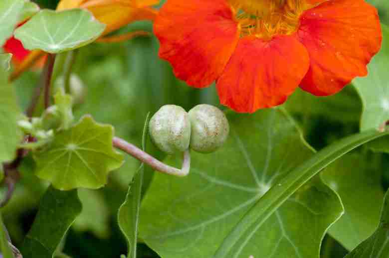 Semi di Tropaeolum majus