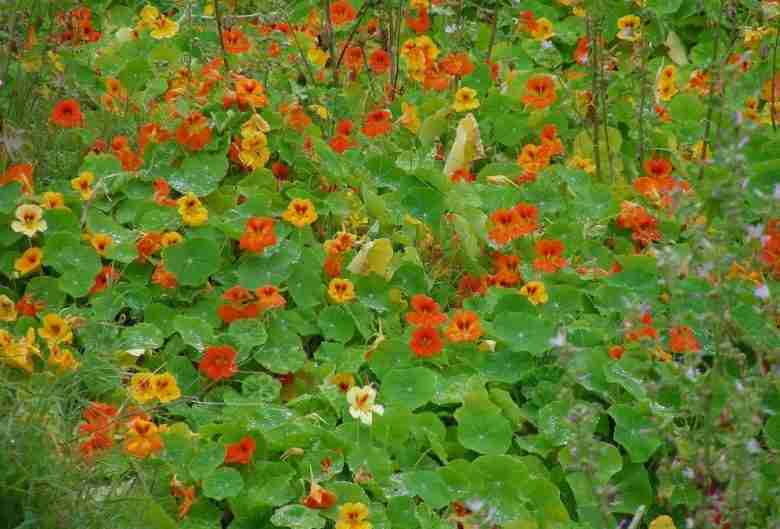 Tropaeolum majus