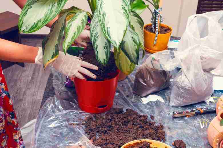 Trapianto di aglaonema