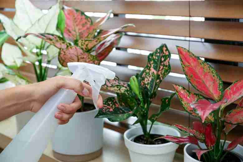 Varietà di aglaonema