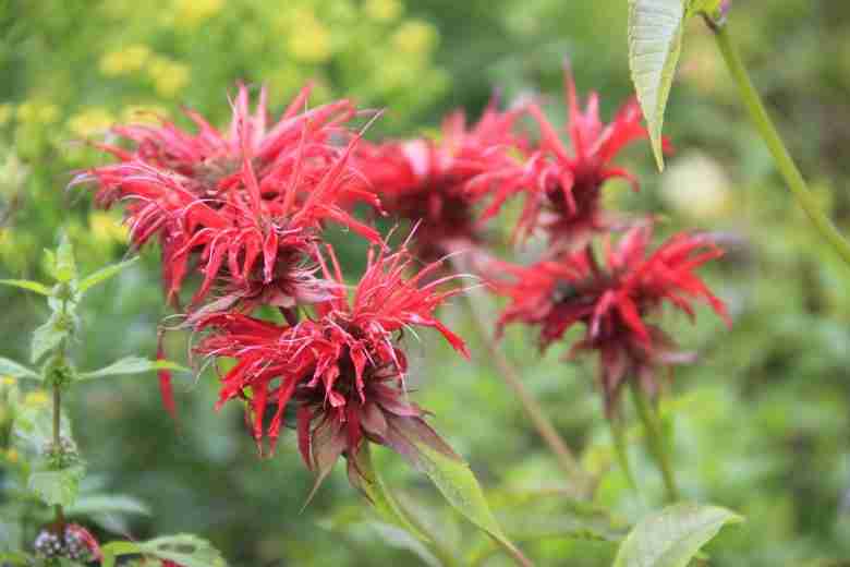 fiori rossi di Monarda didyma