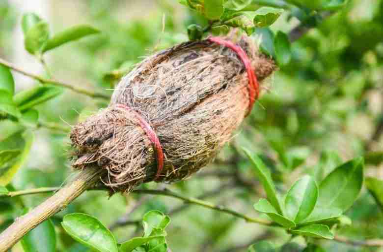 margotta vegetale di limone