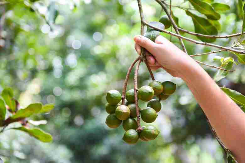 noci di macadamia