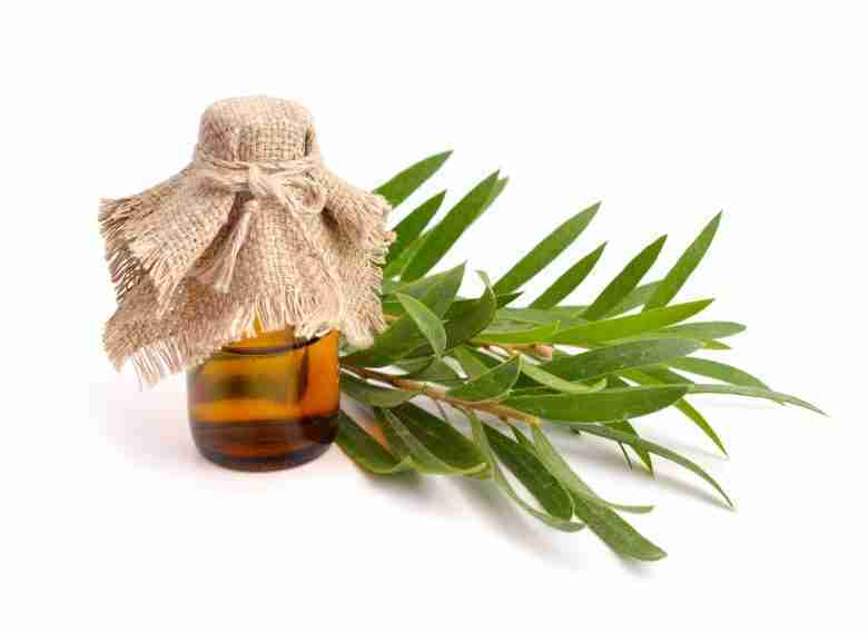 olio essenziale di Melaleuca alternifolia
