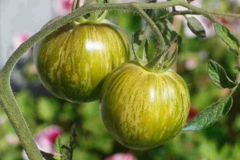 pianta di pomodoro Green Zebra