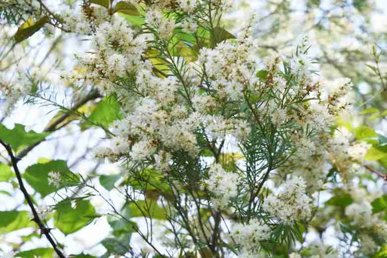 Foglie e fiori di tea tree oil