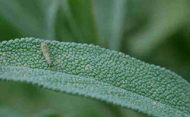 Cacilna su foglia di salvia