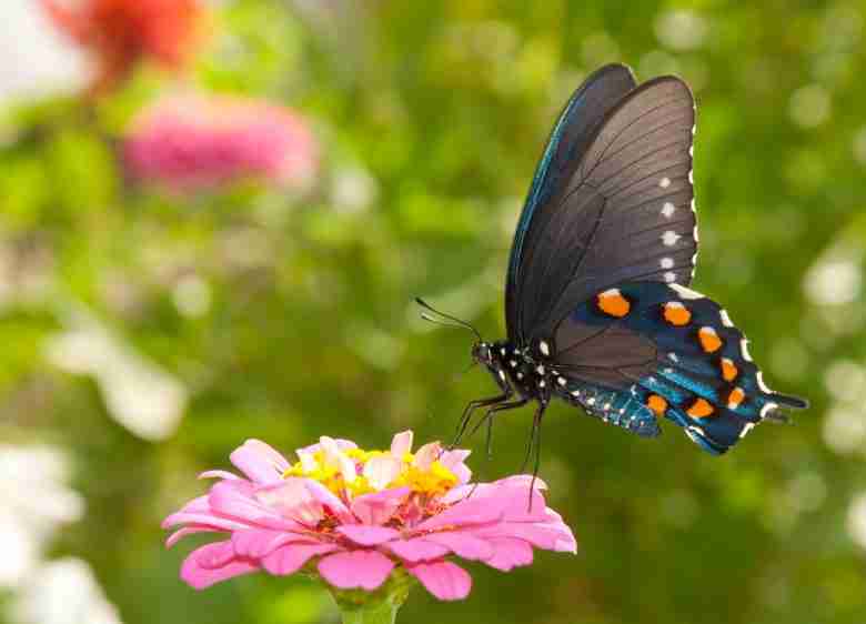 Farfalla su un fiore in giardino