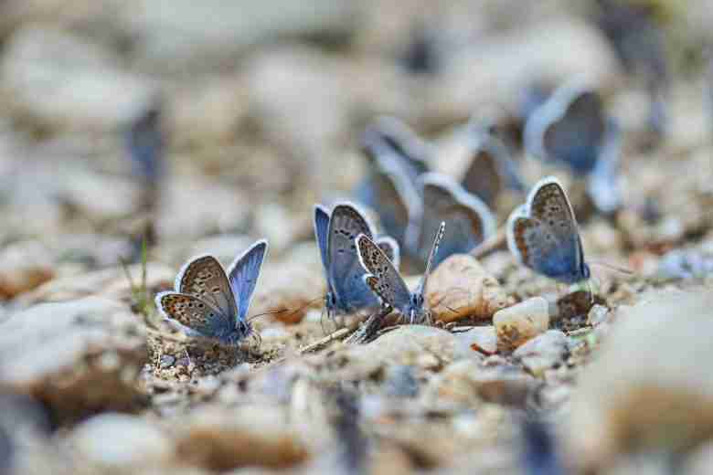Farfalle che riposano in un giardino biologico