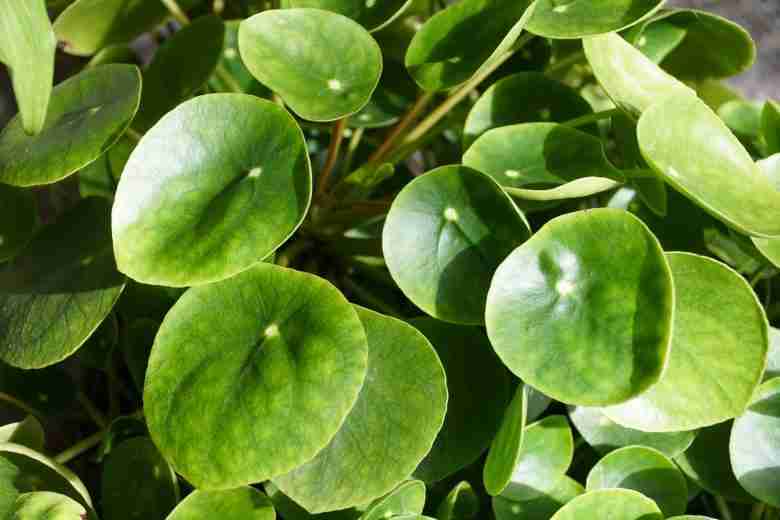 Foglie di Pilea peperomioides