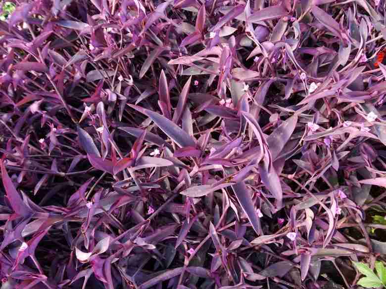 Foglie di tradescantia pallida