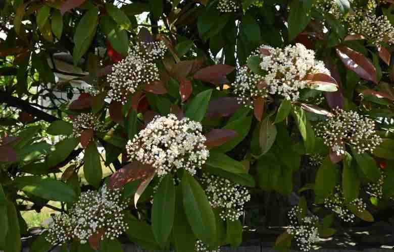 Fiori di Photinia Red Robin