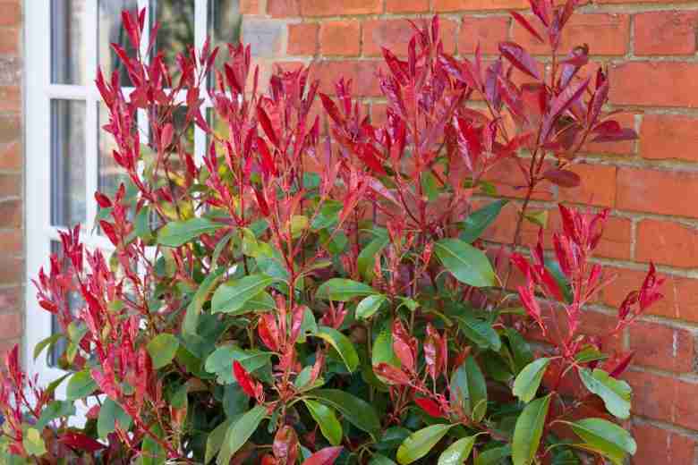 Foglie di Photinia Red Robin