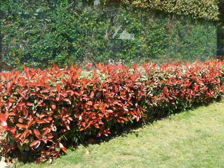 Photinia Red Robin siepe