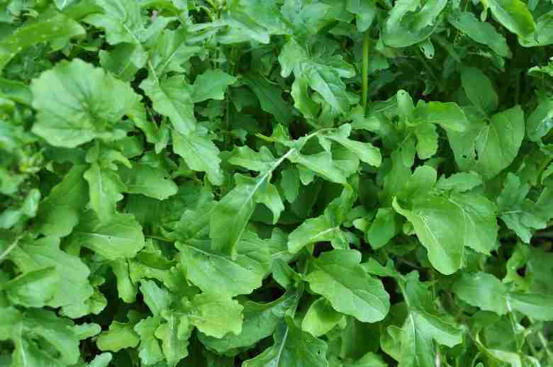 rucola