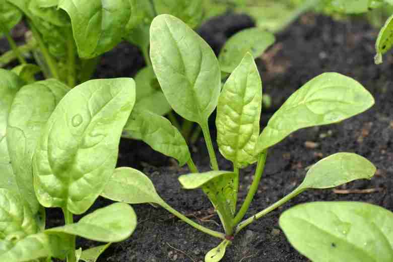spinaci