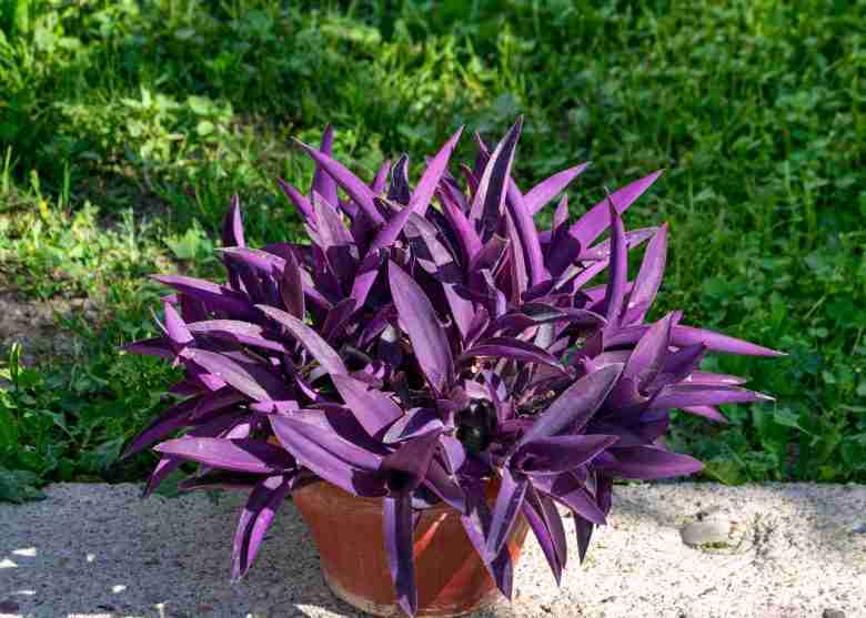 tradescantia pallida in vaso