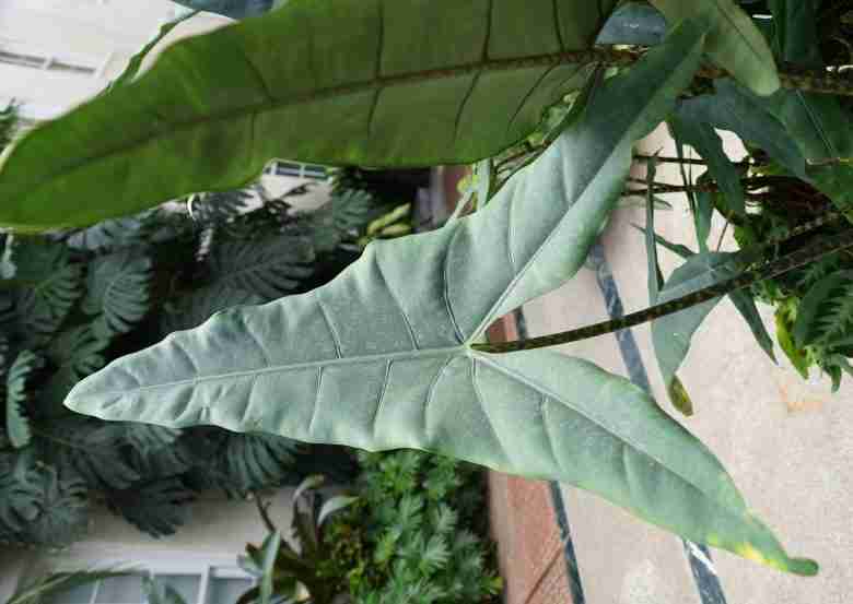 Foglie di Alocasia zebrina