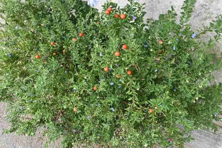 Ciliegia di Gerusalemme in giardino