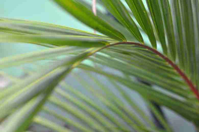 Foglie di Palma Areca (Dypsis lutescens)
